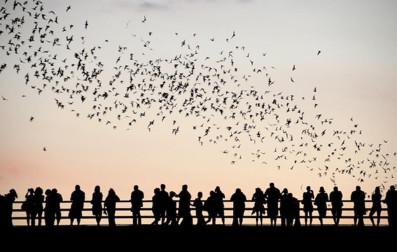 Vögel und Menschen Tapete | 3DFototapete