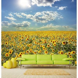 Sonnenblumenlandschaft Fototapete