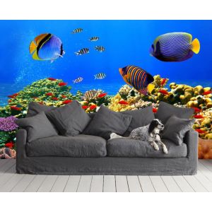 Bunte Fische Fototapete