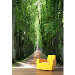 Versteckter Waldweg Fototapete