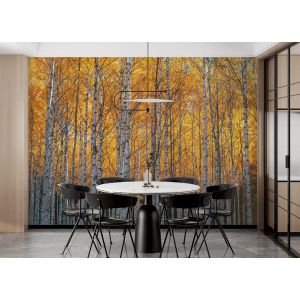 Goldene Birke Fototapete