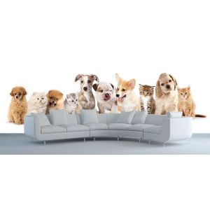 Katzen und Hunde Fototapete