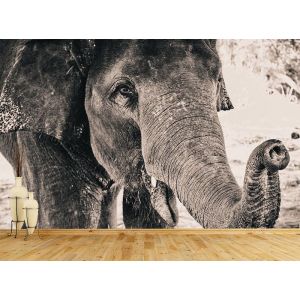Elefant in schwarzweiß Fototapete