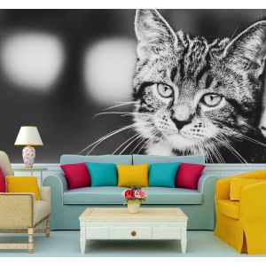Süße Katze Fototapete