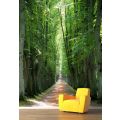 Versteckter Waldweg Fototapete