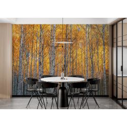 Goldene Birke Fototapete