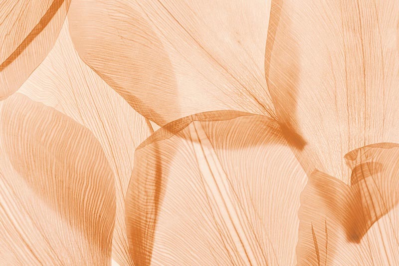 Flüsternde Blütenblätter Abstract Art Tapete | 3DFototapete