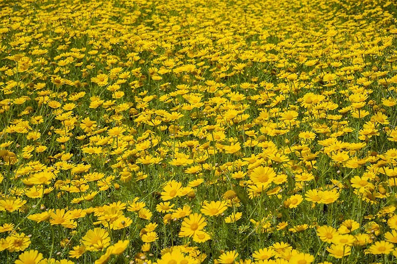 Gelbe Gänseblümchen Tapete | 3DFototapete