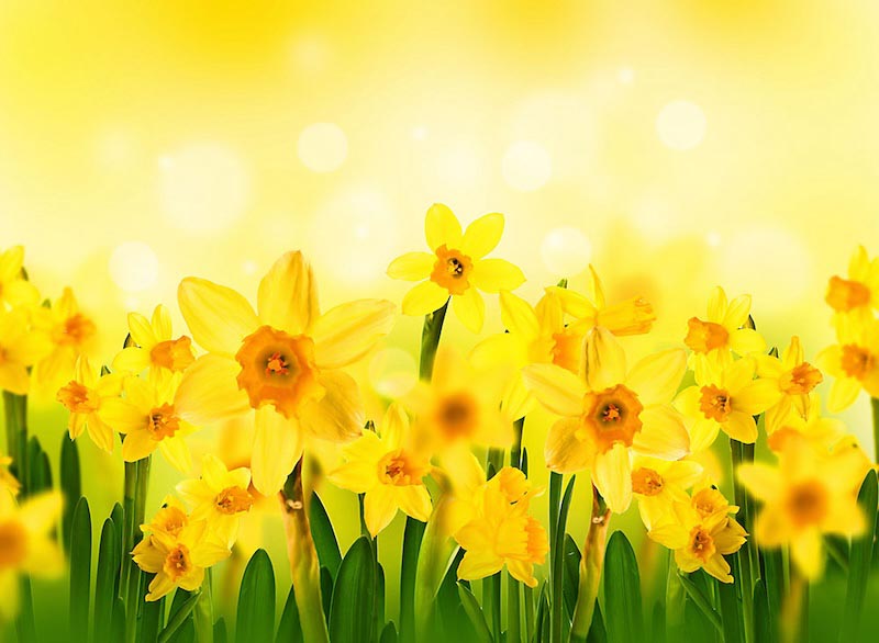 Sonne und Blumen Tapete | 3DFototapete
