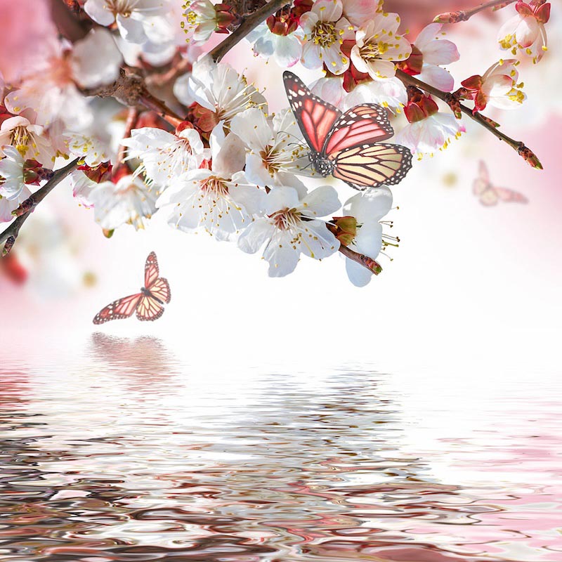 Blumen und Schmetterling Tapete | 3DFototapete