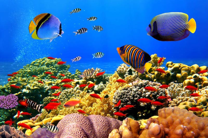 Bunte Fische Tapete | 3DFototapete