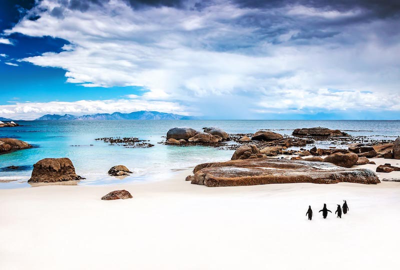 Welt der Pinguine Tapete | 3DFototapete