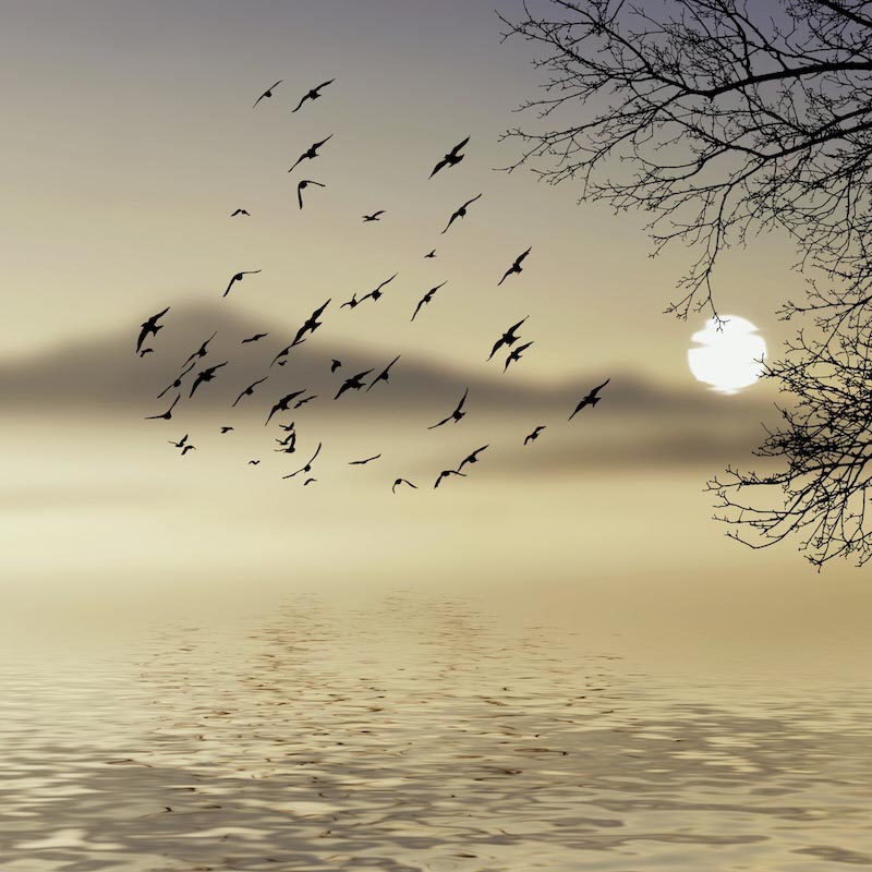 Im Nebel Tapete | 3DFototapete