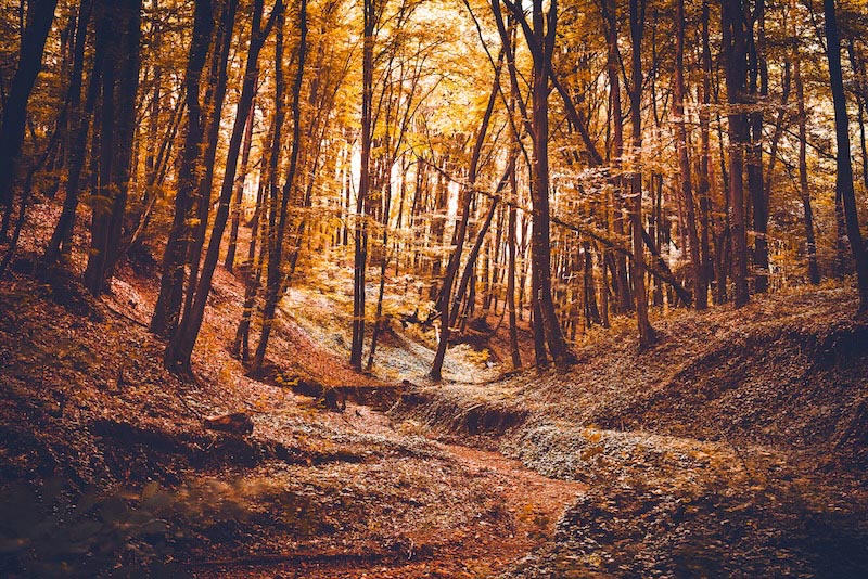 Sherwood Forest Tapete | 3DFototapete