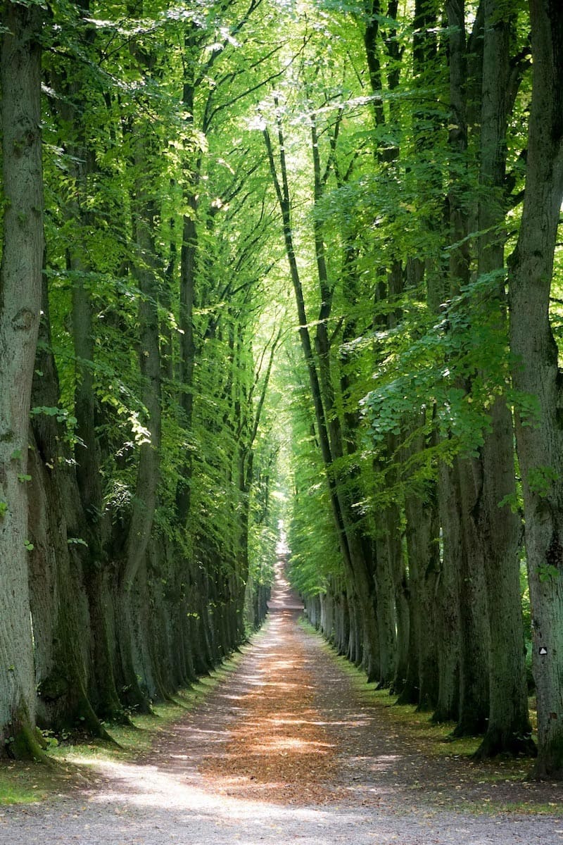 Versteckter Waldweg Tapete | 3DFototapete