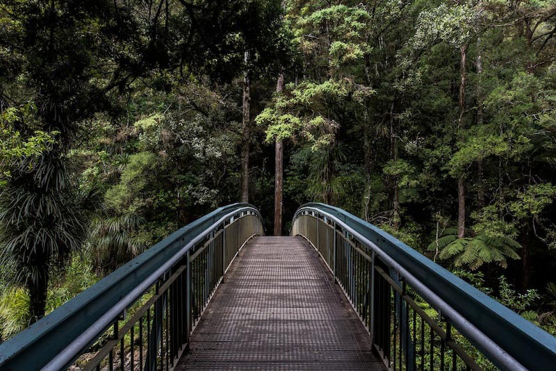 Waldbrücke Tapete | 3DFototapete