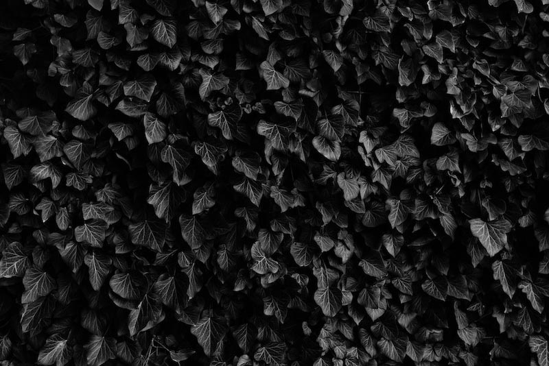 Schwarze Blätter Tapete | 3DFototapete
