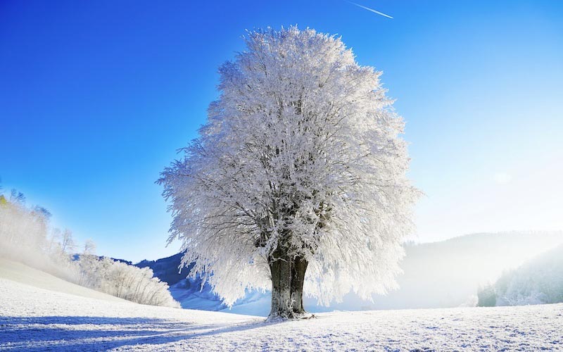 Spezieller Winterbaum Tapete | 3DFototapete