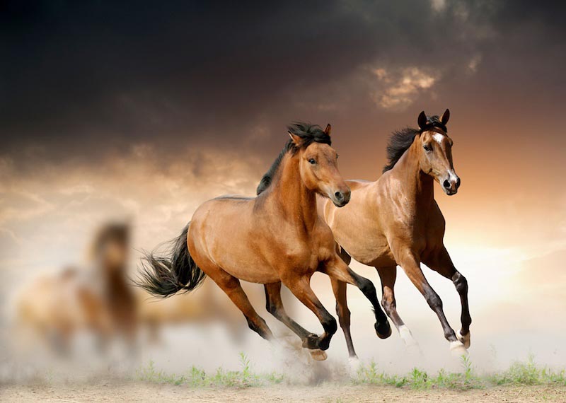 Im Galopp Tapete | 3DFototapete