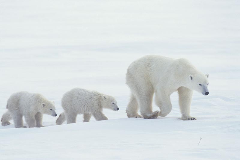 Die Familie Tapete | 3DFototapete
