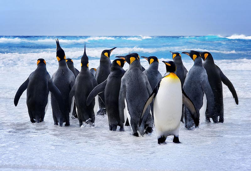 Pinguine Tapete | 3DFototapete
