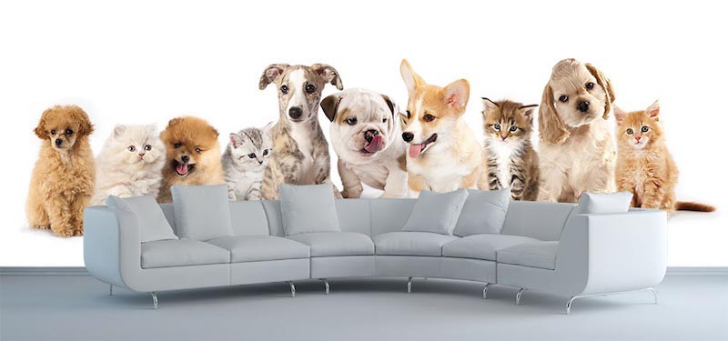 Katzen und Hunde Tapete | 3DFototapete - 2