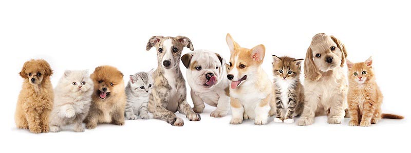 Katzen und Hunde Tapete | 3DFototapete