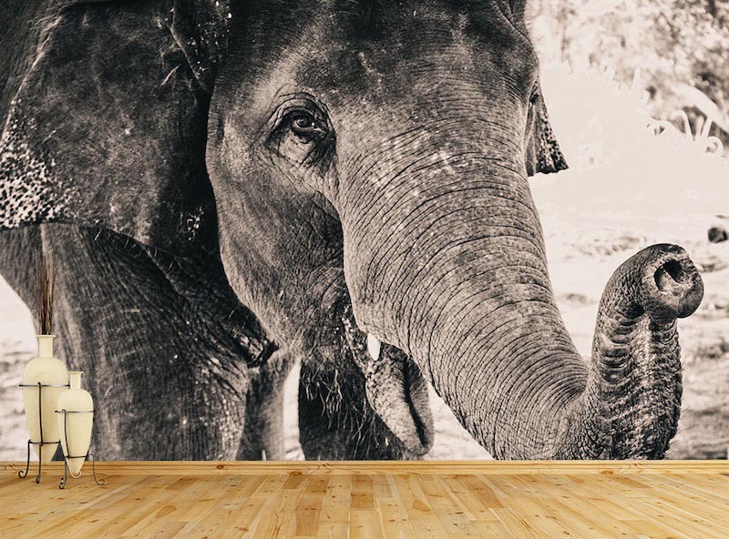 Black and white elephant - 3D wallpaper for wall applied