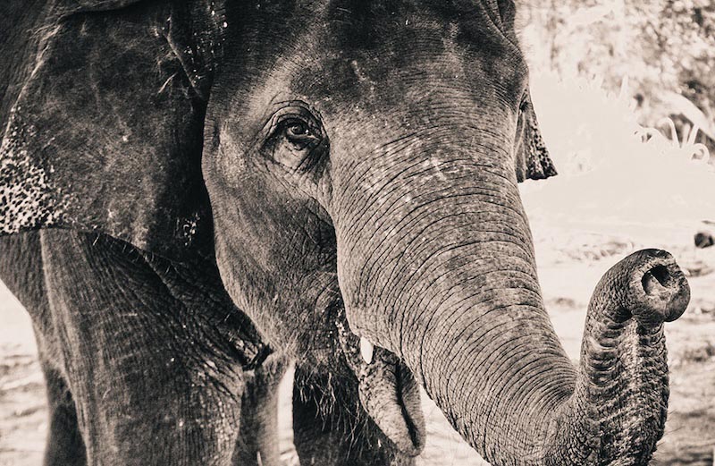 Black and white elephant - 3D wallpaper for wall
